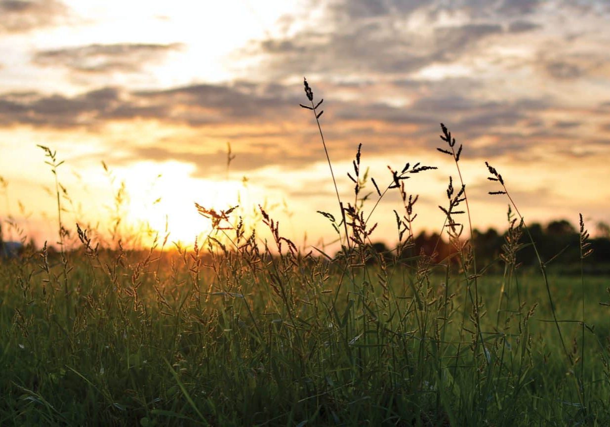 Joy of a tended field